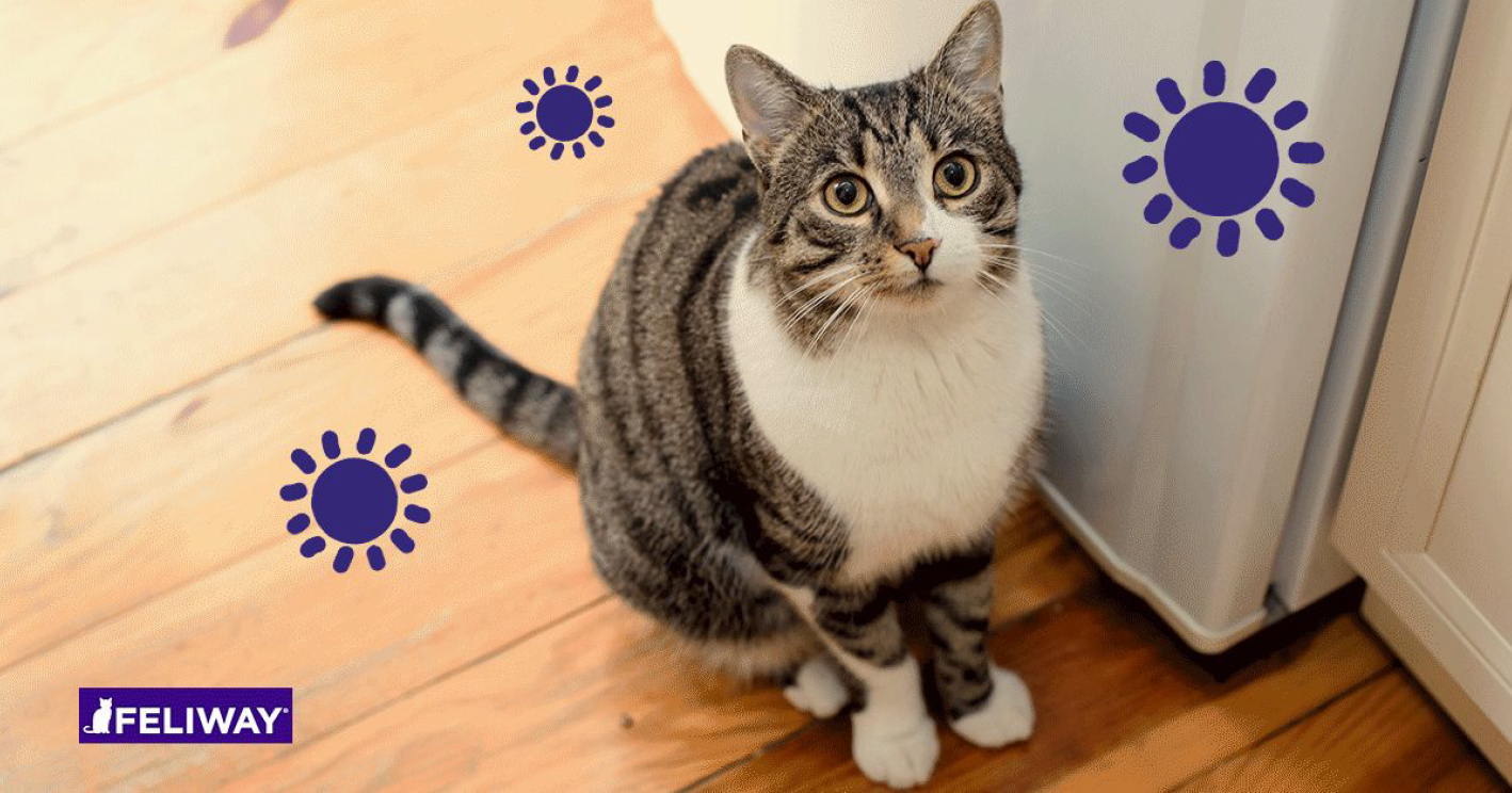 Quando Un Gatto Sceglie La Tua Casa